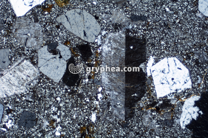 Rhyolite LPA x6,3 - gryphea.com